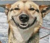smiling_shepard_cropped.jpg